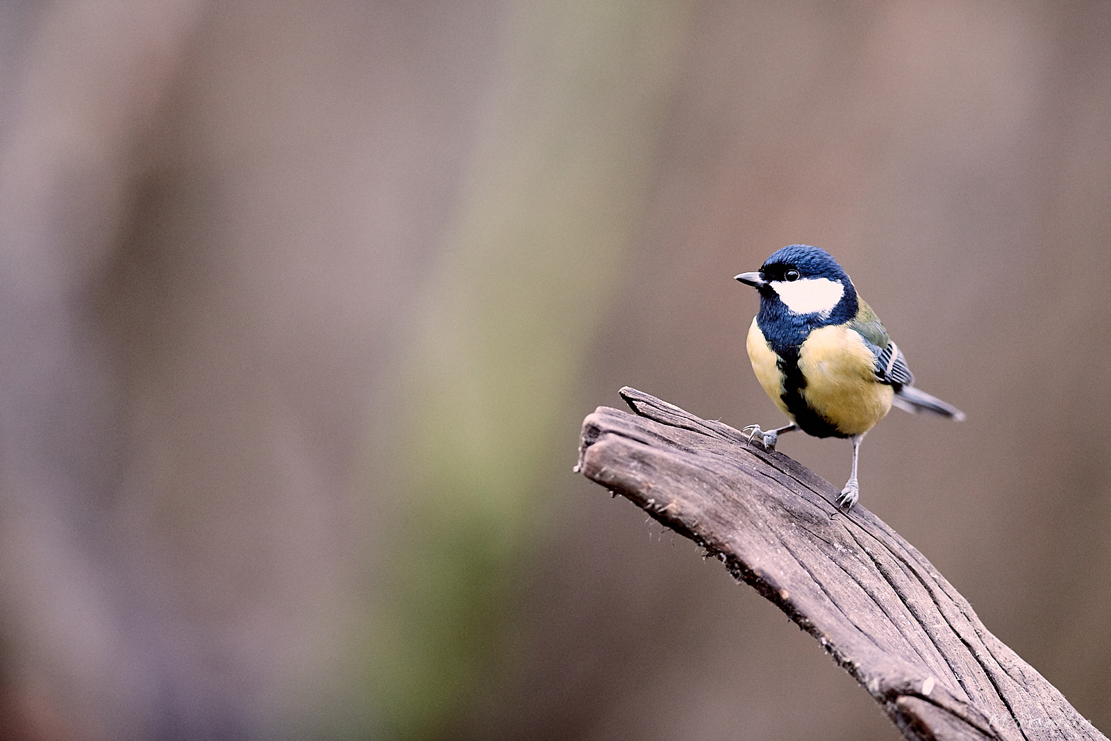 Mésange Charbonniére